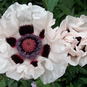 50 Samen königlicher Hochzeitsmohn, PAPAVER Orientale-Hybr.