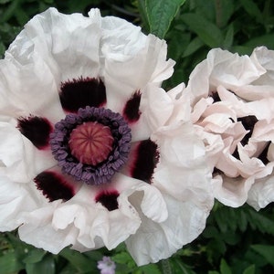 30 Samen königlicher Hochzeitsmohn, PAPAVER Orientale-Hybr.