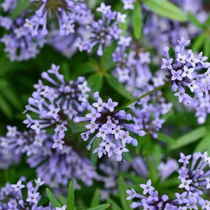20 seeds Blue Woodruff, Asperula orientalis
