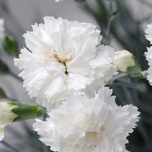 40 seeds Soft White Carnation, Dianthus Caryophyllus