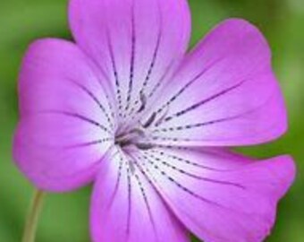 50 seeds Milas Purple Queen, Agrostemma Githago