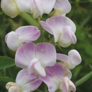 20 seeds Pink Pearl, LATHYRUS latifolius image 3