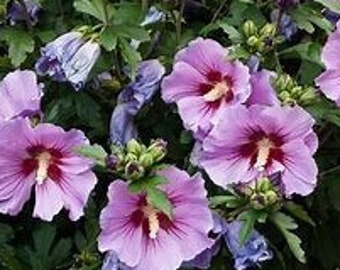 12 seeds Rose of Sharon, Hibiscus syriacus