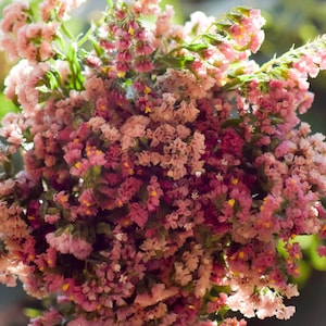 May include: A bouquet of pink and white statice flowers. The flowers are arranged in a loose, natural style and have a delicate, airy appearance.