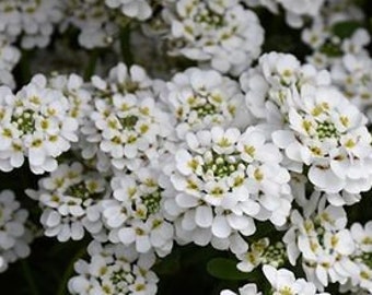 50seeds Candytuft Snowflake, Iberis Sempervirens