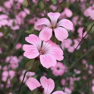 50 Samen Saponaria Vaccaria Rosa