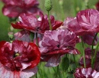 100 seeds Pandora Shirley Poppy,  Papaver rhoeas