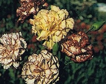 50 seeds Sprite mixture carnation, Dianthus Caryophyllus
