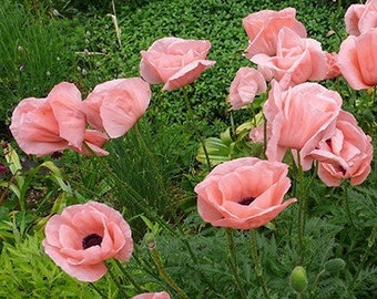 50 seeds Coral Reef Poppy Prinzessin Victoria Louise, Papaver Orientale-Hybr.
