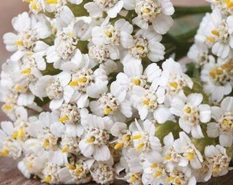 50 seeds True Wild Form Yarrow, Achillea millefolium