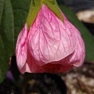 20 zaden Reuzebloeiende gemengde Indiase kaasjeskruid, maximaal Abutilon hybridum