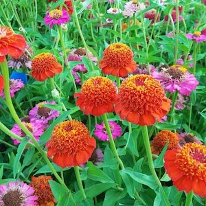 20 seeds Cupcake mixture, Zinnia elegans