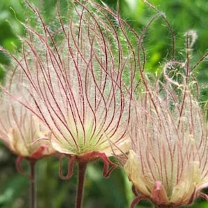 10 rare seeds Prairie Smoke, Indian Physic, Geum triflorum