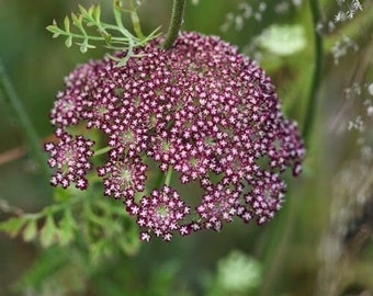 50 seeds Daucus Carota, Dara