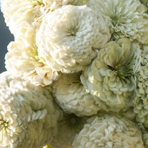 Peut inclure: Gros plan sur un bouquet de fleurs de zinnia blanches et vert pâle. Les fleurs présentent une structure de pétales superposés et un aspect doux et texturé. Certaines fleurs ont une touche de vert au centre, créant un contraste délicat.