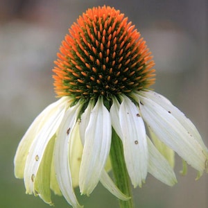 25 Samen Weißer Schwan Sonnenhut, Echinacea Purpurea