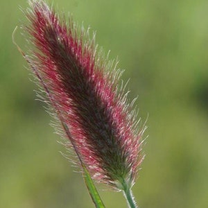20 semi di bottoni rossi/code di coniglio rosso, Pennisetum thunbergii