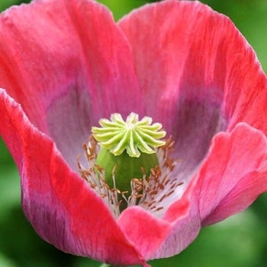 40 samen Riesenmohn, Papaver somniferum
