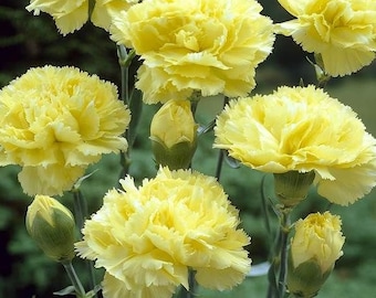 40 seeds Yellow carnation , Grenadin Yellow, Dianthus Caryophyllus