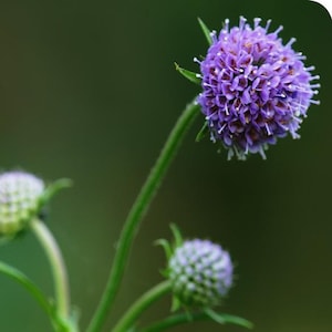 Könnte beinhalten: Nahaufnahme einer runden, violetten Blüte, umgeben von grünen Stielen und Blättern.