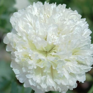 50 seeds Unusual Colour Pale Green Poppy Somniferum, Papaver
