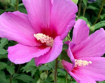 12 Samen Rose of Sharon, Hibiscus syriacus