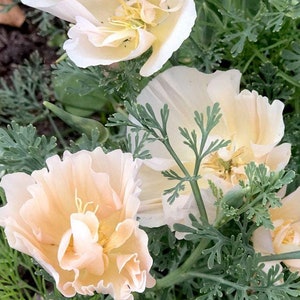 50 samen Rosa Champagner, Eschschoizia Californica Poppy