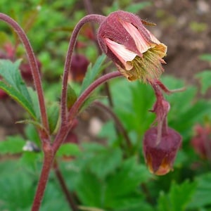 12 seeds Chocolate Root, Water Avens, Geum rivale