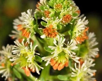 100 semillas de Reseda odorata grandiflora, reseda dulcemente perfumada