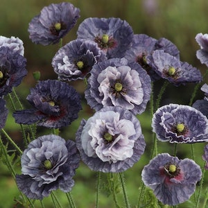 50 seeds Gorgeous Grey Shirley Poppies, Papaver Rhoeas