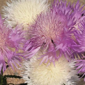 Pode incluir: Um ramo de flores roxas e brancas com pétalas plumosas. As flores estão dispostas em um cacho, com as flores brancas no centro e as flores roxas ao redor.