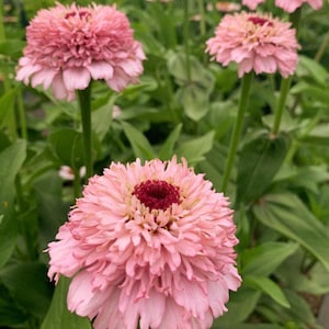 20 seeds Zinderella Lilac, Zinnia elegans