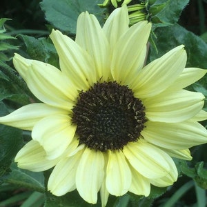 20 seeds Vanilla Ice Helianthus Sunflower seeds