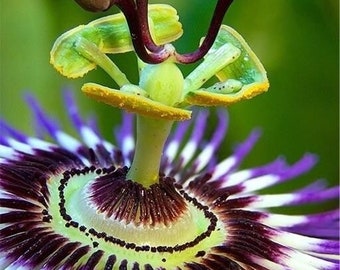Passiflora Print Etsy