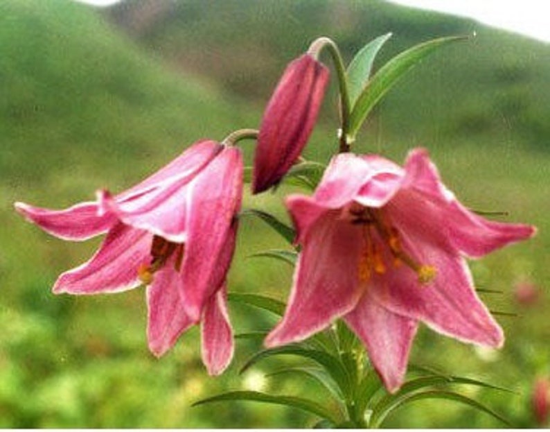 10 seeds Manipur Lily, LILIUM mackliniae image 3