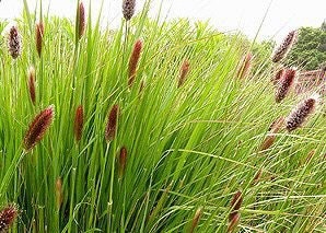 relæ Åre Passende 20 Seeds Red Buttons/ Red Bunny Tails Pennisetum Thunbergii - Etsy Singapore