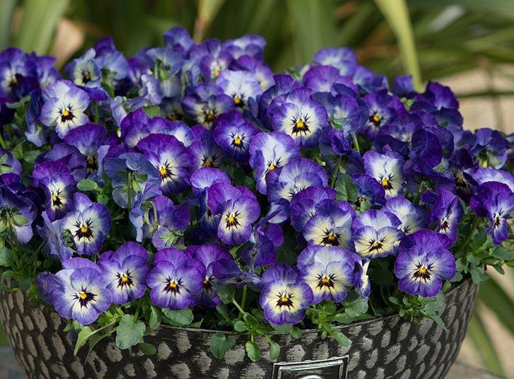 25 Seeds Special Colour Sorbet Neptune F1, Viola Cornuta - Etsy Canada