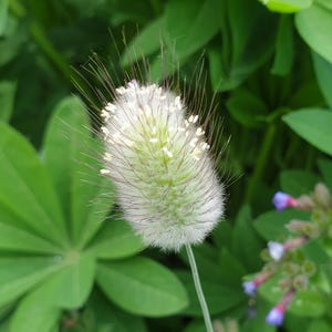 50 seeds Bunny Tails, Dwarf Hare&#39;s Tail Grass, Lagurus ovatus