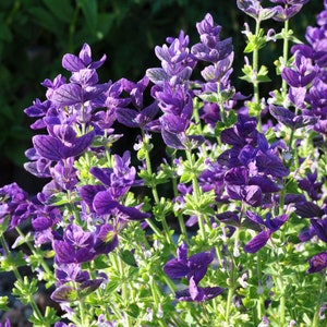 50 seeds Salvia, Bluey Clary