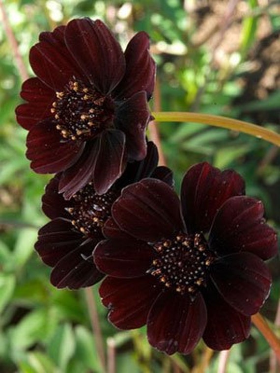 5 graines Black Magic Chocolate Cosmos Cosmos atrosanguineus - Etsy Canada