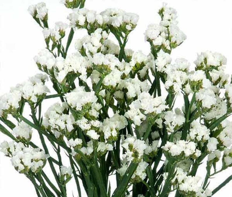 30 seeds Supreme White Statice, Limonium sinuatum image 2