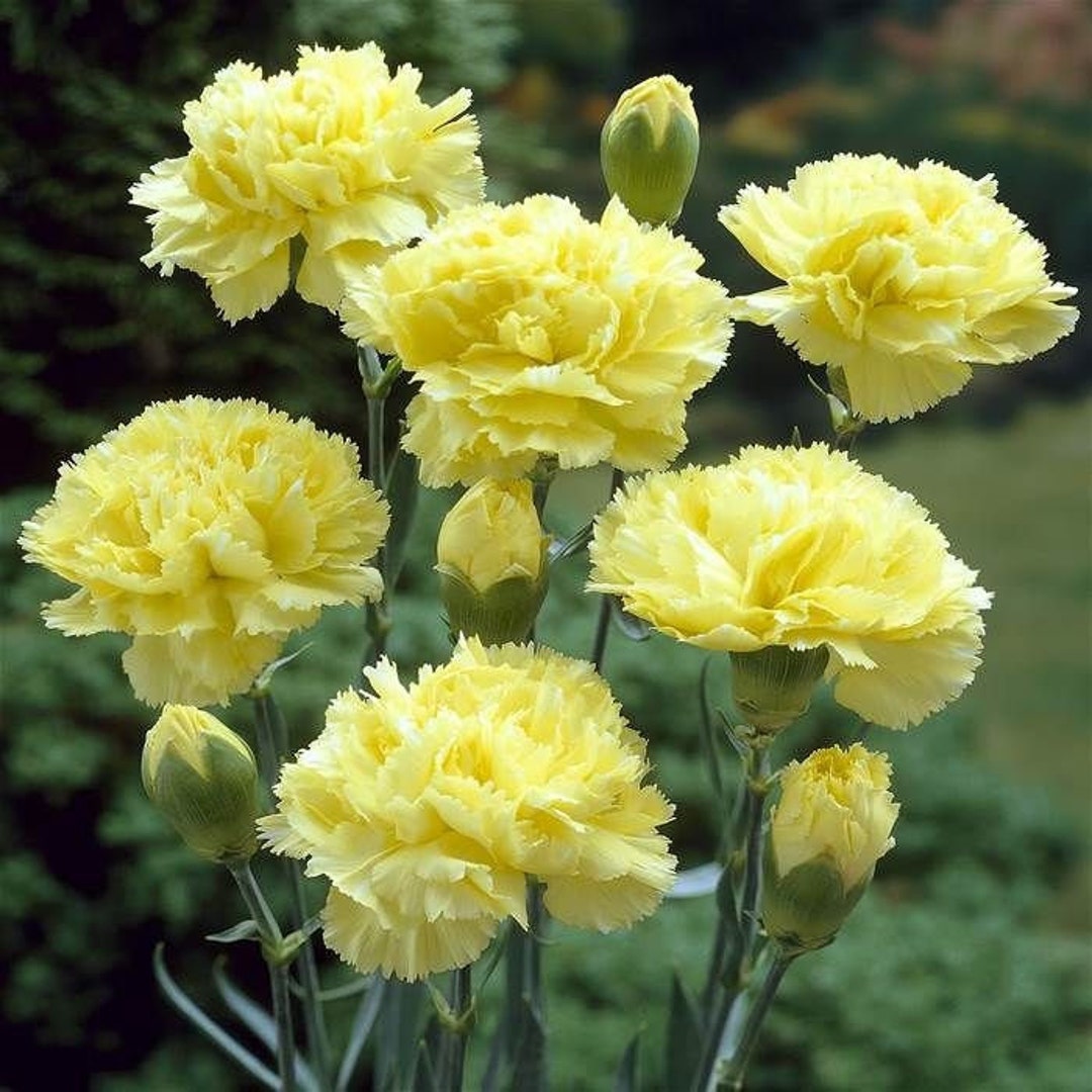100 Yellow Orange Carnation Seeds Dianthus Flowers Seed Flower Perenni –  Toadstool Seeds