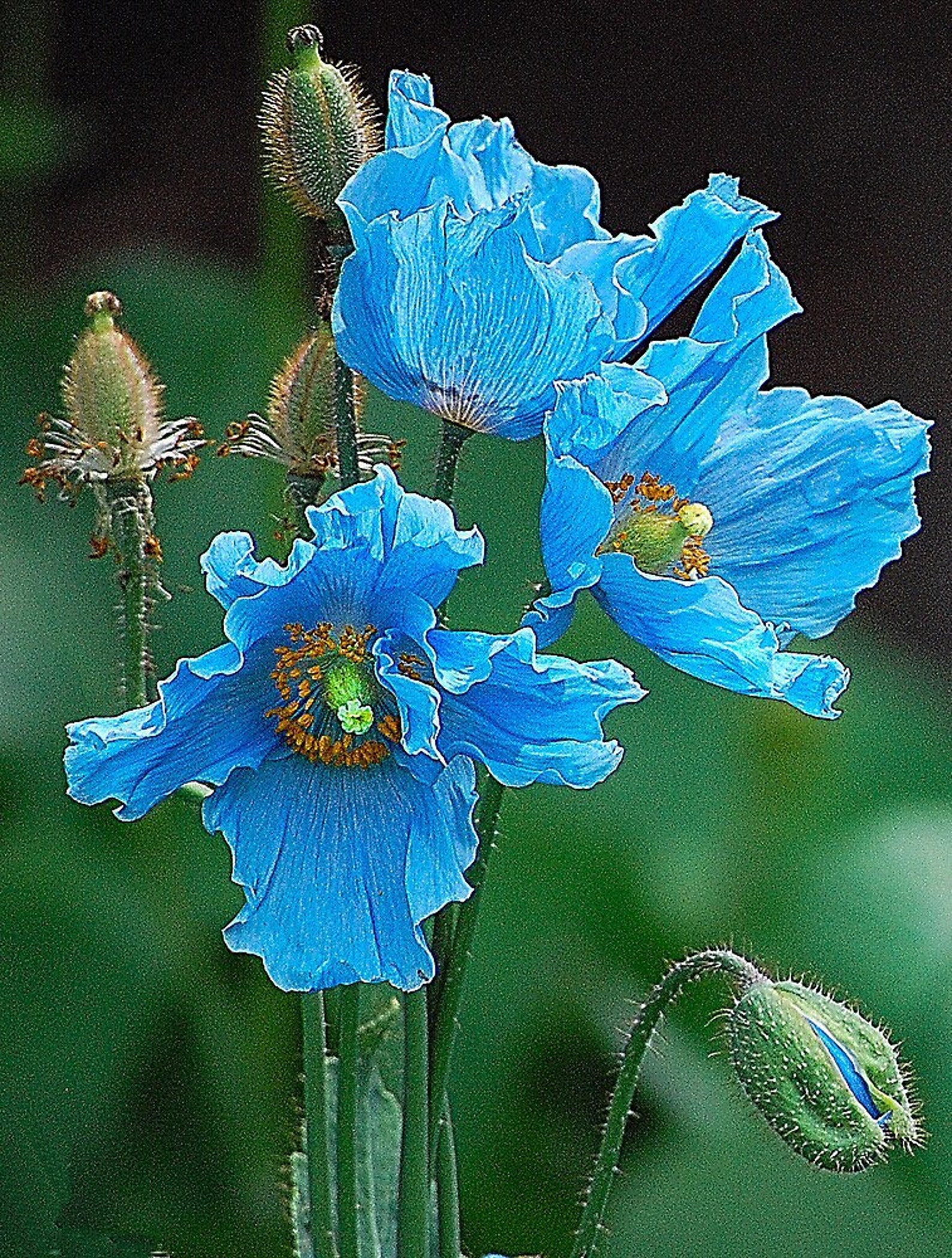 12 seeds Himalayan Tibetan Blue Poppy Meconopsis Etsy