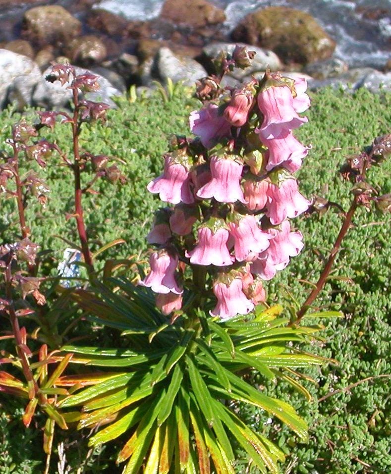 25 Rare Seeds Azores Bellflower, Azorina Vidalii - Etsy Norway
