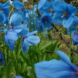 12 graines de pavot bleu tibétain de l'Himalaya, Meconopsis betonicifolia image 3
