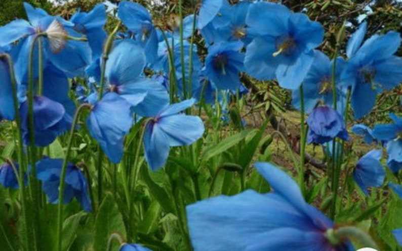 12 graines de pavot bleu tibétain de l'Himalaya, Meconopsis betonicifolia image 3