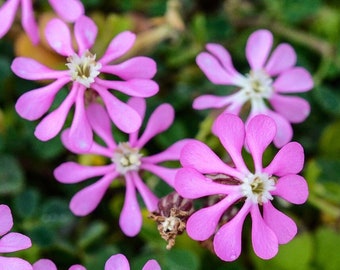 50 seeds Silene Colorata, Pink Pirouette