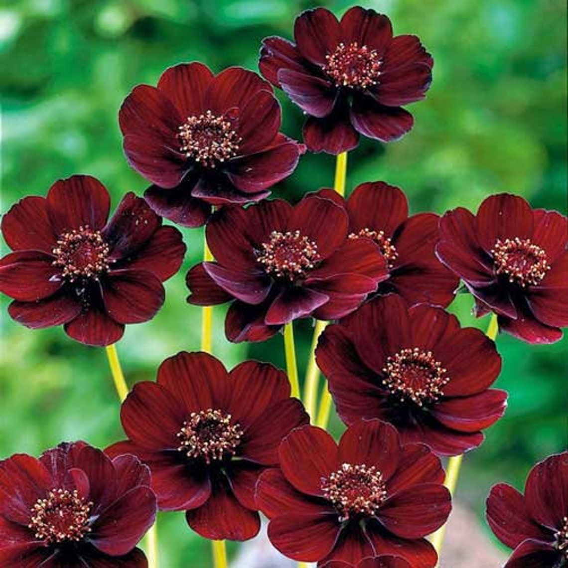 5 Seeds Black Magic Chocolate Cosmos Cosmos Atrosanguineus Etsy