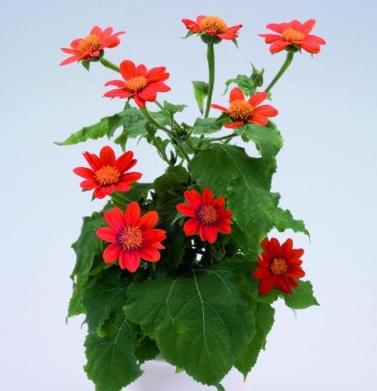 15 Mexican Sunflower Seeds – Tithonia, Blazing Red & Yellow Flower Heads