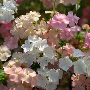 40 samen Phlox vom Schaf, Phlox drummondii